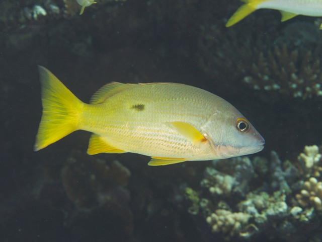 Lutjanus Fulviflamma